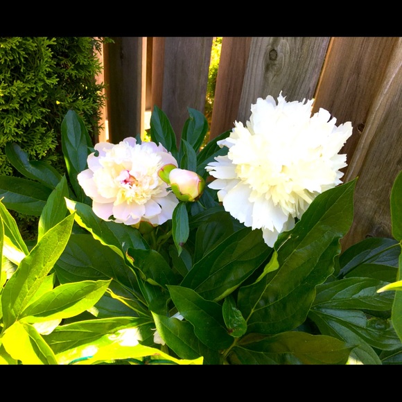 Meet your Posher, Meaka - Picture 1 of 1